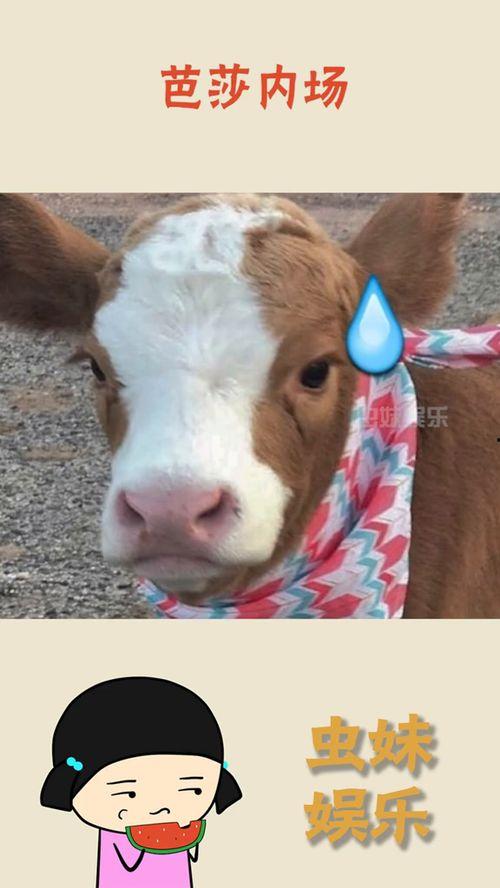 娱乐吃瓜酱a,揭秘娱乐圈幕后故事